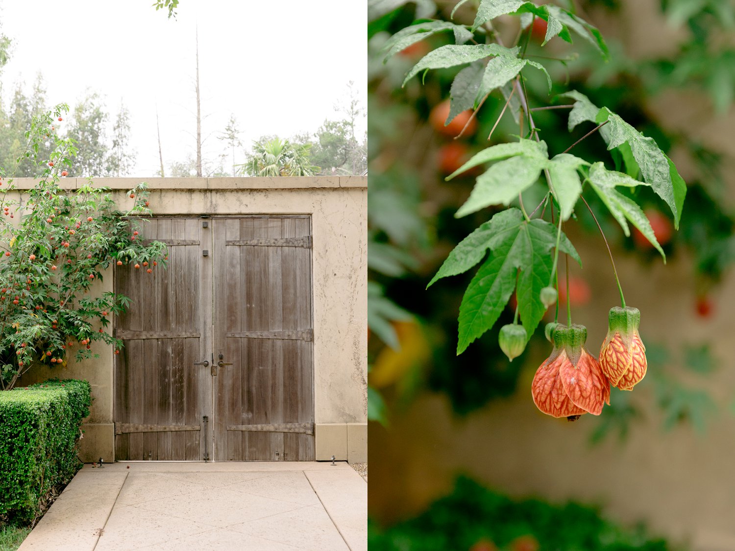 An elegant wooden estate door and delicate orange flowers captured during a romantic Chateau St Jean Winery engagement