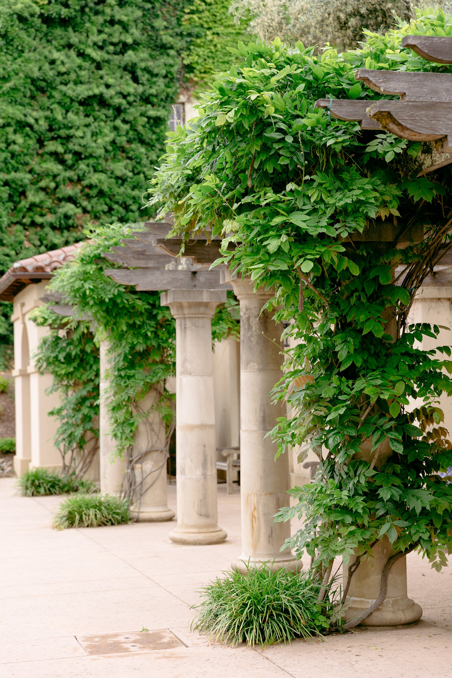 Stunning architectural stone columns covered in lush green vines at a romantic Chateau St Jean Winery engagement venue
