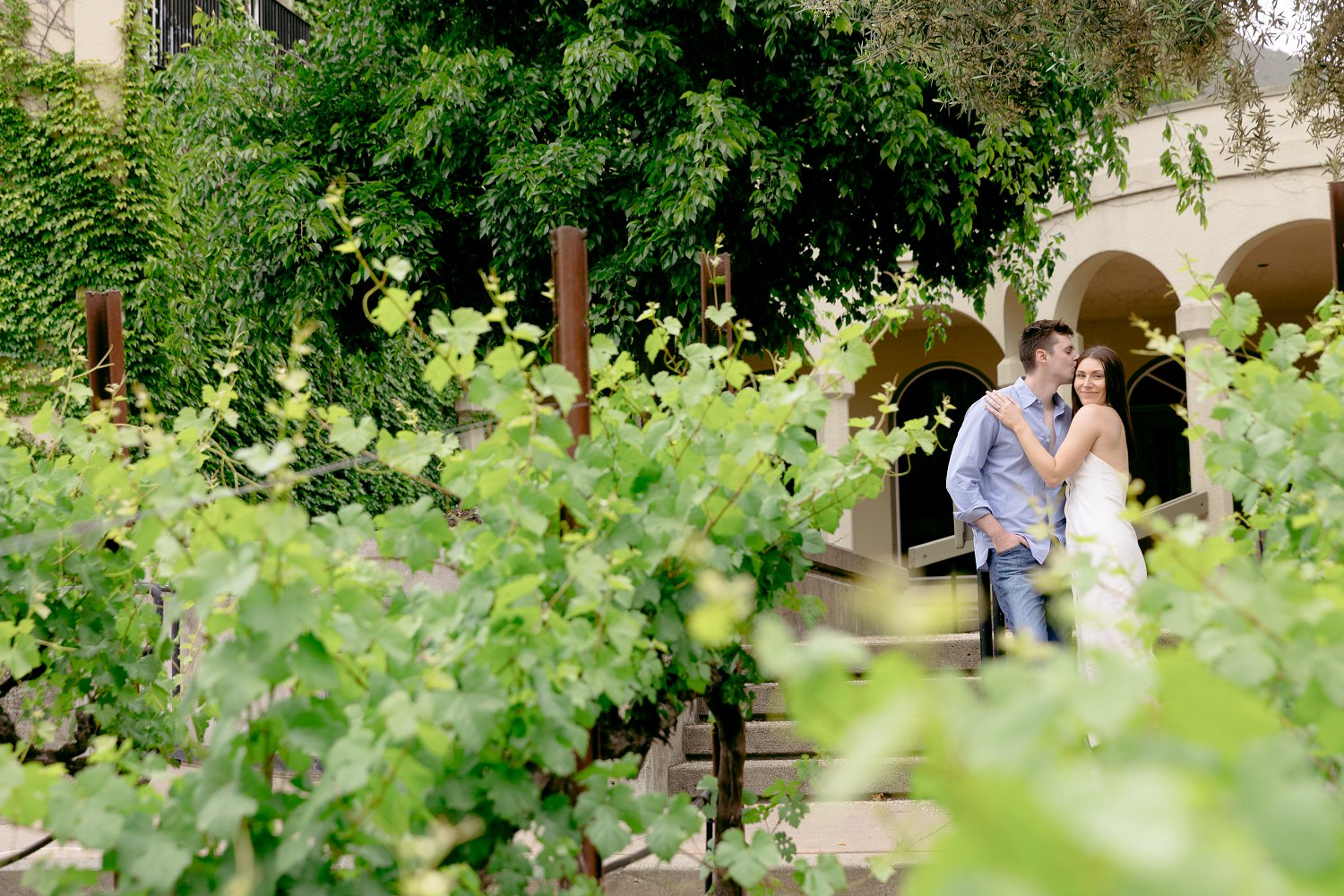 A romantic couple kissing between lush grapevines during an overcast Chateau St Jean Winery engagement session in Sonoma.