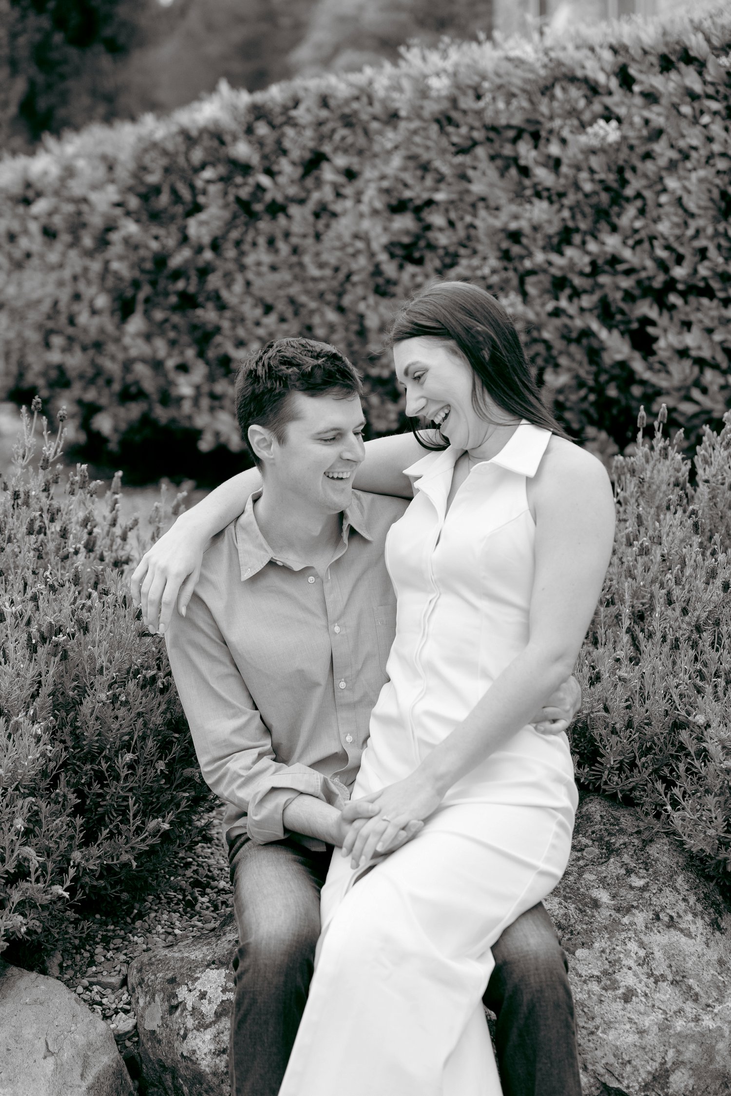 A joyful couple laughing together while sitting near blooming lavender during their romantic Chateau St Jean Winery engagement session