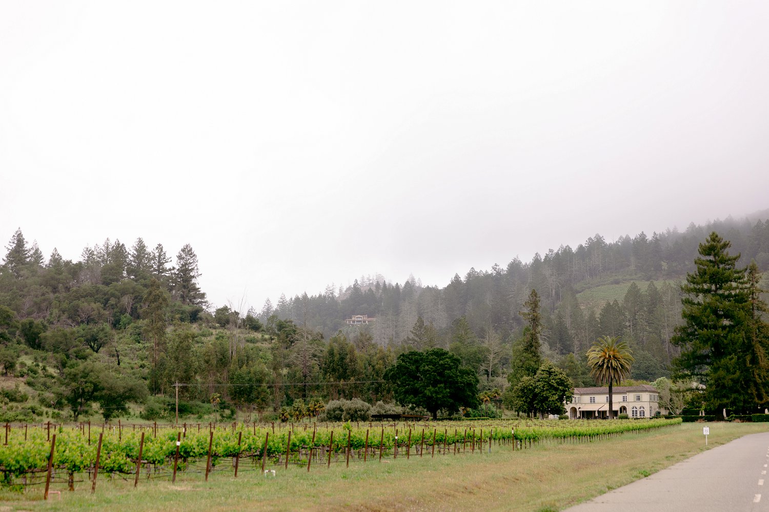 Breathtaking mountain and vineyard views from a moody morning Chateau St Jean Winery engagement session in Kenwood.